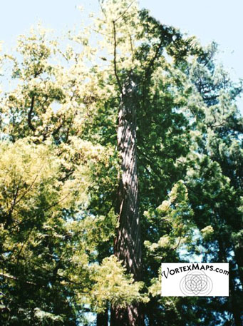 Tree twisted by vortex